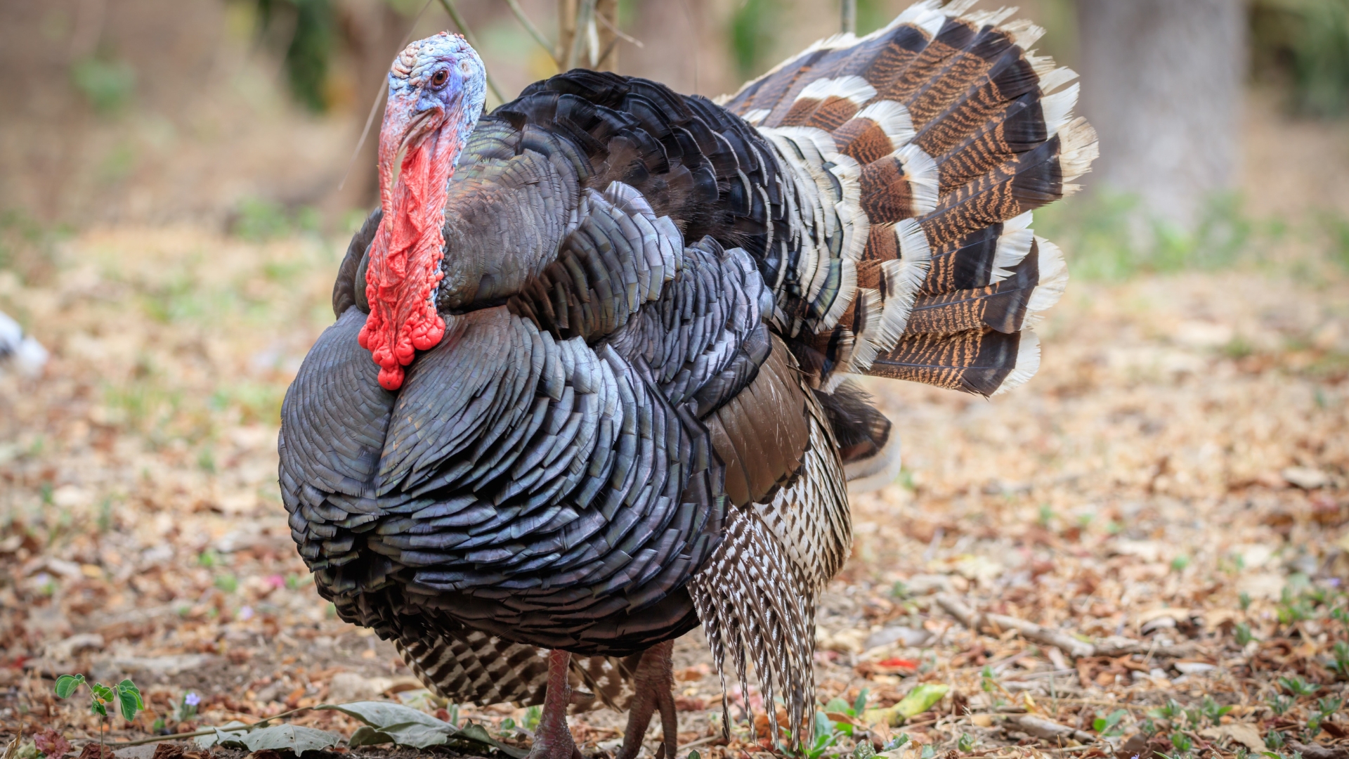 Is Turkey Halal in Islam?